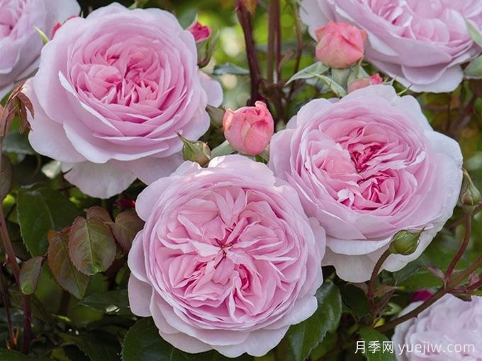 你知道你的生日玫瑰是什么吗？生日月季(图3)