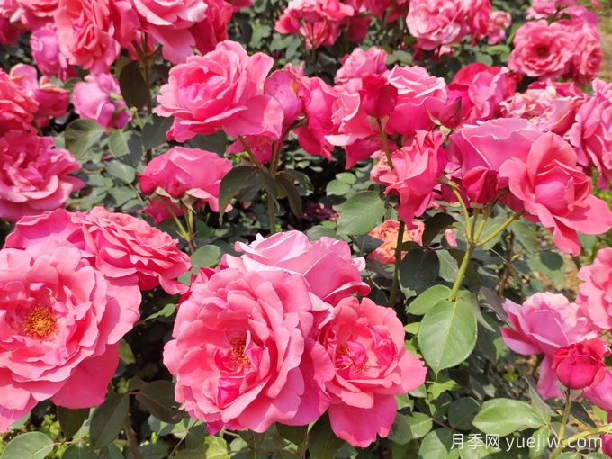 玫瑰园里的月季(图1)