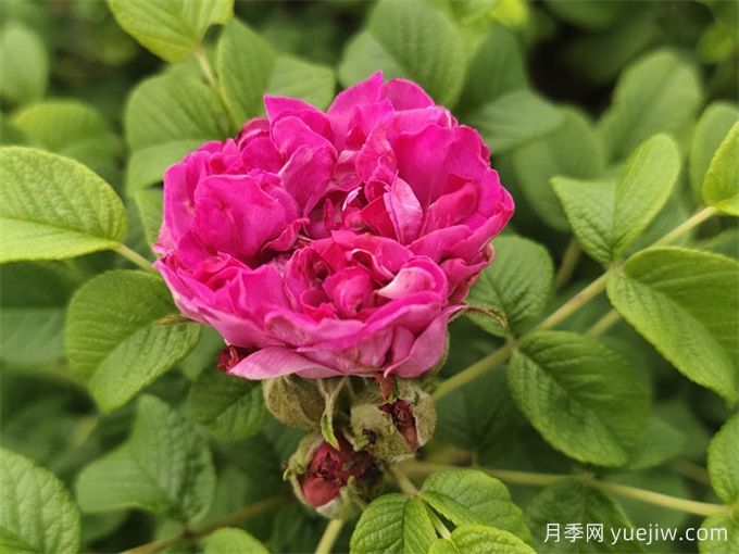 玫瑰园里的月季(图2)