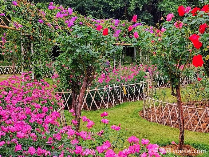 南宁南湖公园，万株月季惊艳绽放，打卡冬日绝美盛景(图2)