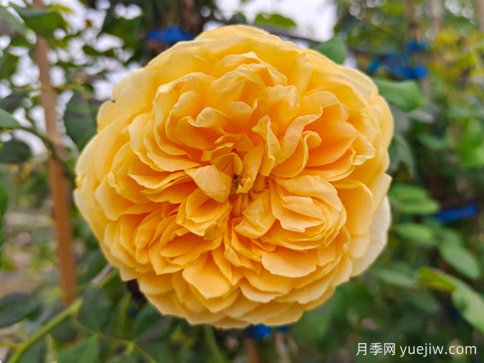 博主花园里表现最好的四款黄色月季品种(图1)