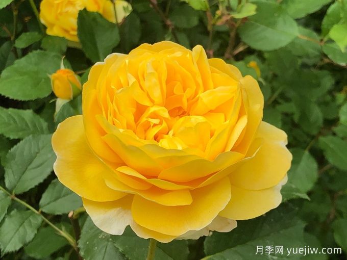 博主花园里表现最好的四款黄色月季品种(图3)