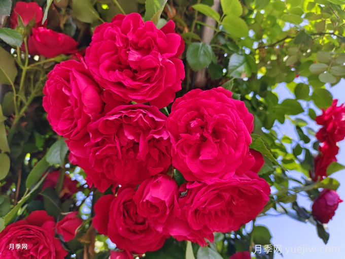 佛罗伦蒂娜月季特点，蒂娜常见问题(图2)