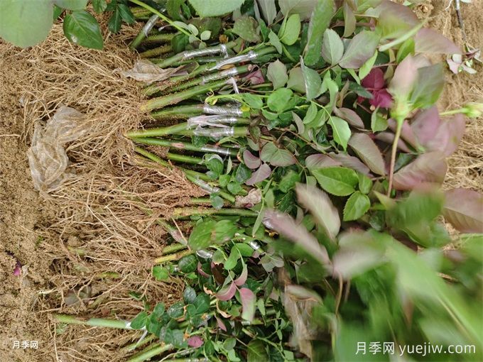 月季花简单的繁殖方法，成功率比扦插强多了(图1)
