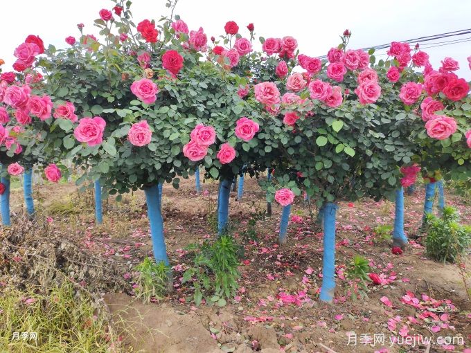 2025年华东地区苗木分析报告(图1)