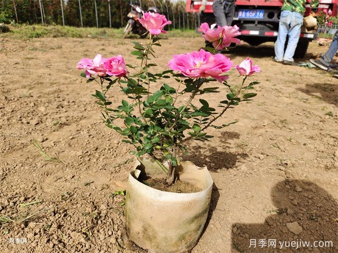 2025年华东地区苗木分析报告(图2)