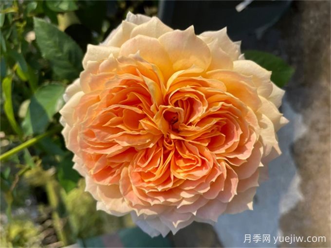 焦糖古董月季，花大如碗，又美又香，多季开花(图1)