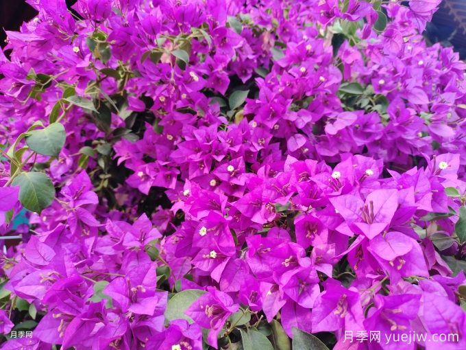 三角梅爆花的养护管理技术(图1)