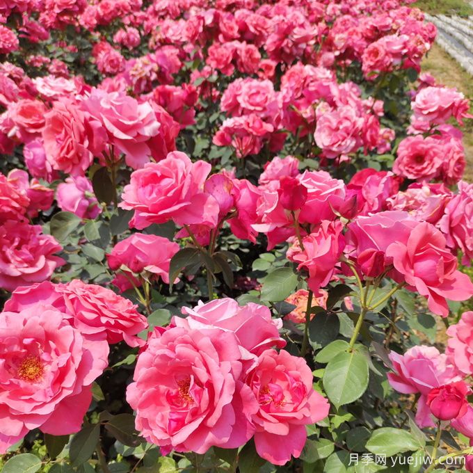 月季养护管理，最佳生长状态(图1)
