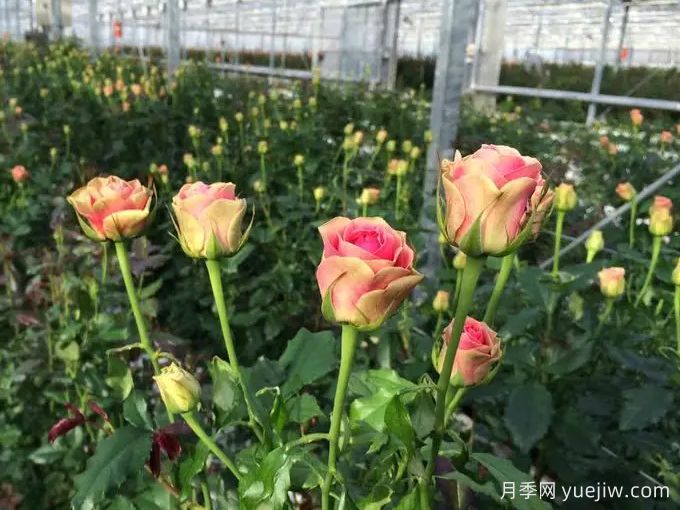 伊希斯经典月季(图1)