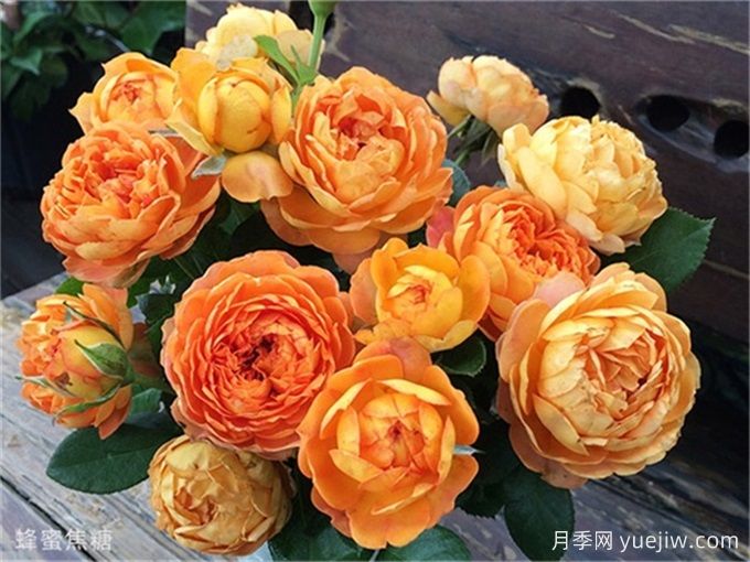 蜂蜜焦糖月季的优缺点和养护办法     (图1)