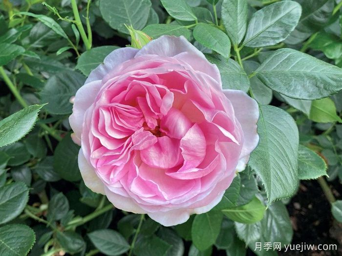 月季推荐，铂金庆典月季(图1)