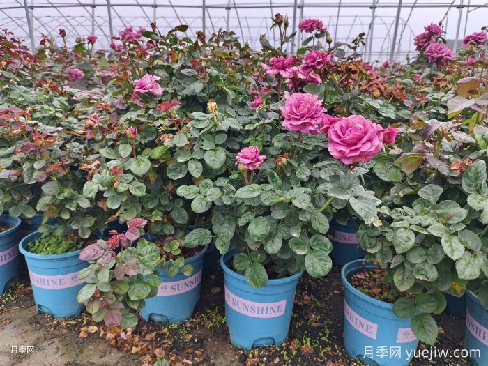 如何选择适合家里高度的绿植盆栽？(图1)