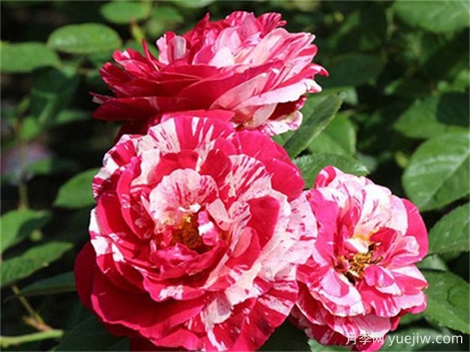 说愁月季的养护办法(图1)