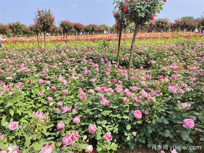 什么是绿化养护的精细化管理？(图2)