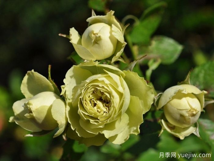  月季推荐，可爱绿月季(图1)