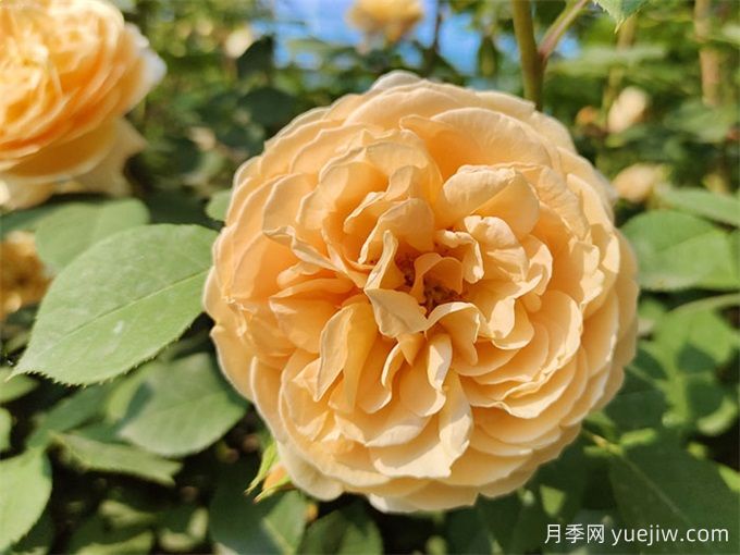 推荐13款香水月季品种，香味浓郁是真香(图4)