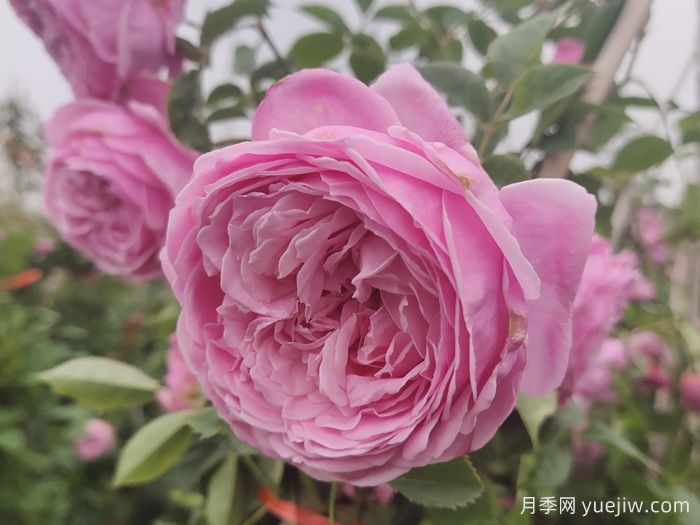 推荐13款香水月季品种，香味浓郁是真香(图6)