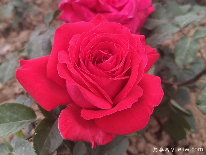 畅游南阳，认识名品大花月季(图4)