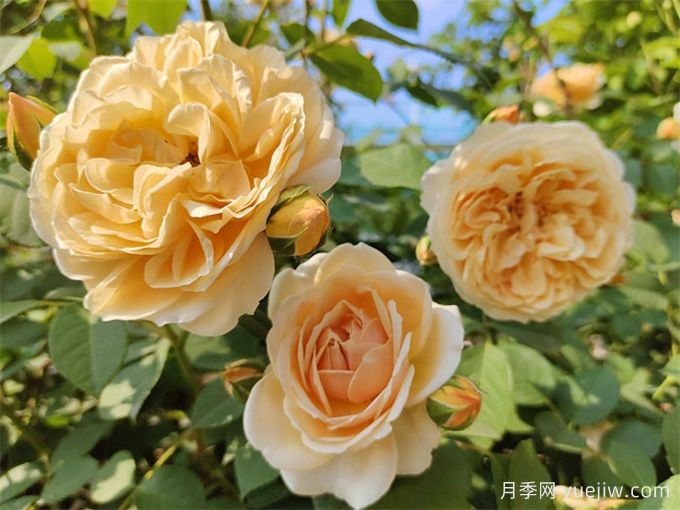 玛格丽特王妃月季的优点缺点和养护要点(图1) 玛格丽特王妃月季的优点缺点和养护要点(图1)