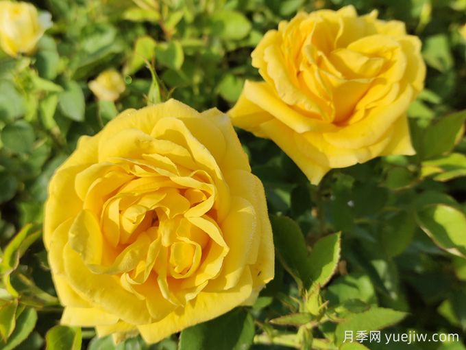30种最漂亮的月季，你喜欢哪一种？(图4)