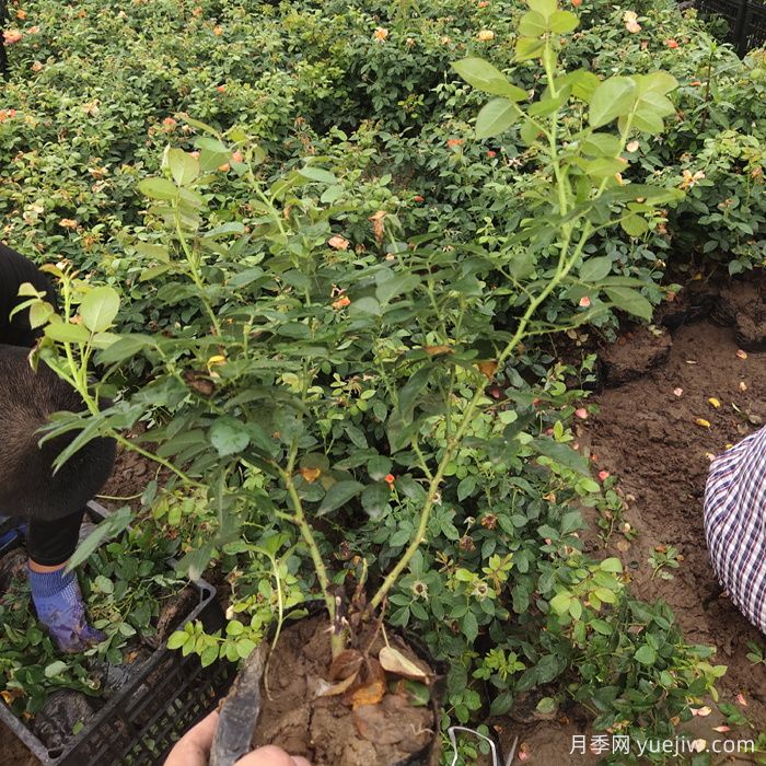 冬季植物怎样养护？(图1)