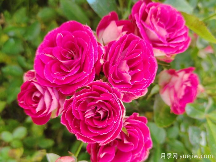 植物科普：微型小月季(图1)