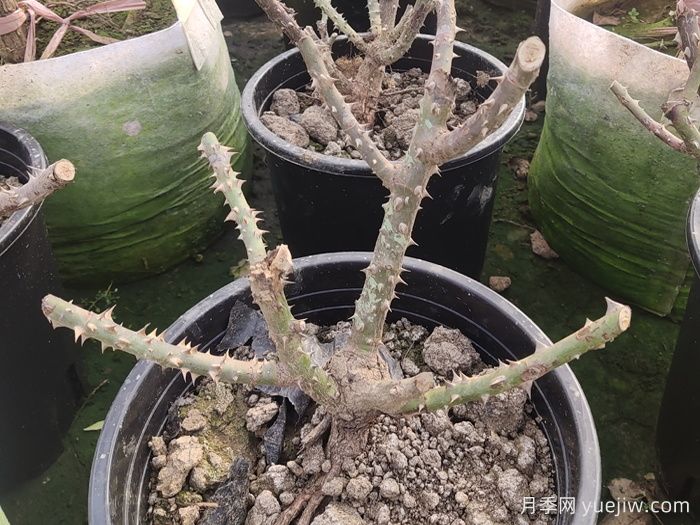 冬季花园植物如何过冬养护(图1)