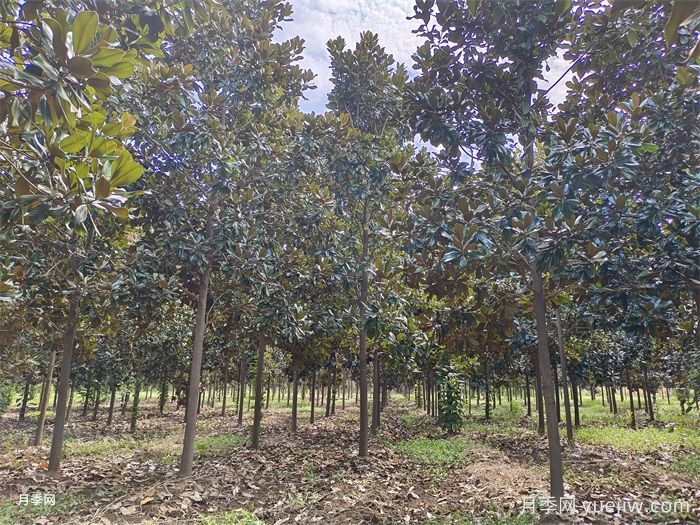 中式庭院常用植物-常绿乔木类(图1)