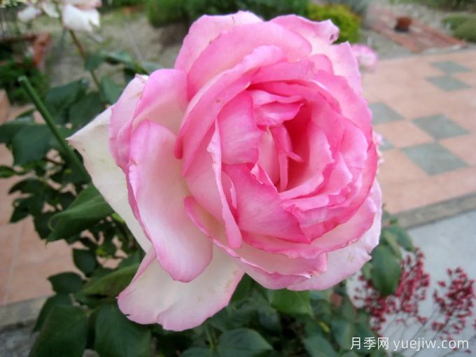 为10区花友问一下，有跟粉龙差不多的月季品种吗？(图5)