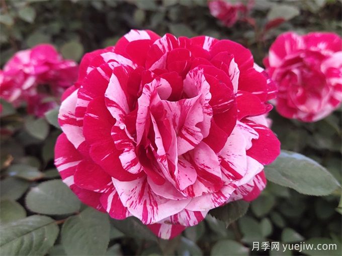 大花月季开花时间长吗？(图1)
