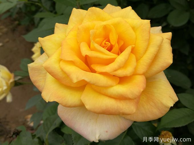 大花月季开花时间长吗？(图2)