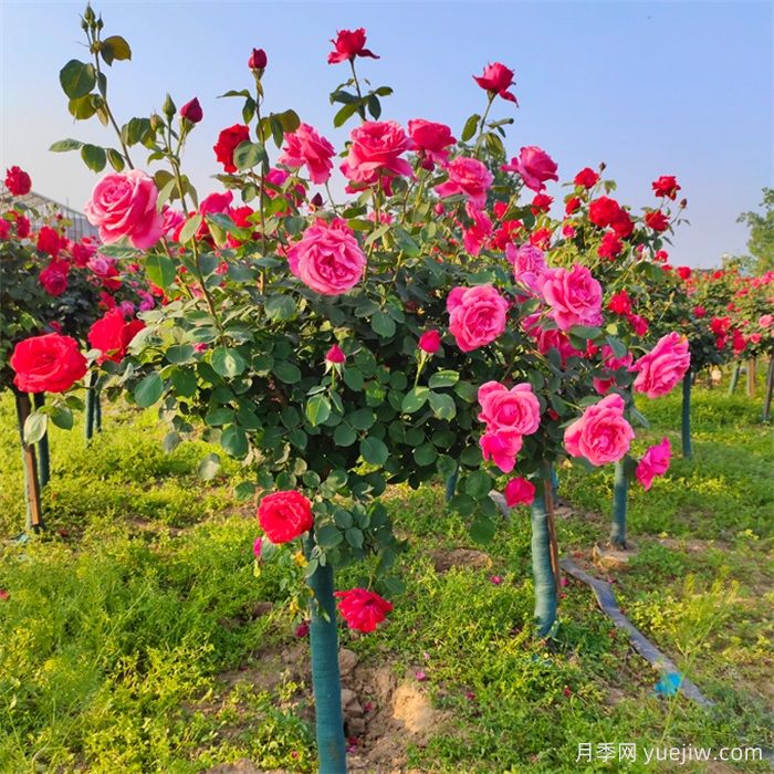 怎样让树状月季多开花？(图1)