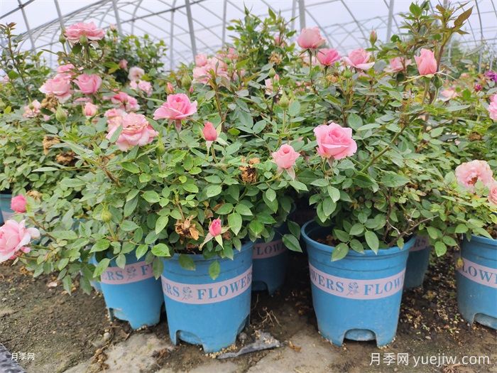盆栽月季的管理方法和注意事项(图2)