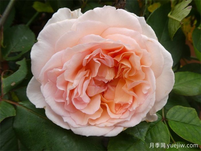 大公夫人路易斯月季和童话魔法月季有什么区别？(图2)