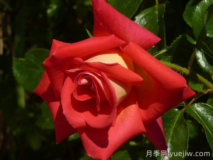 加里娃达月季Gallivarda(图3)