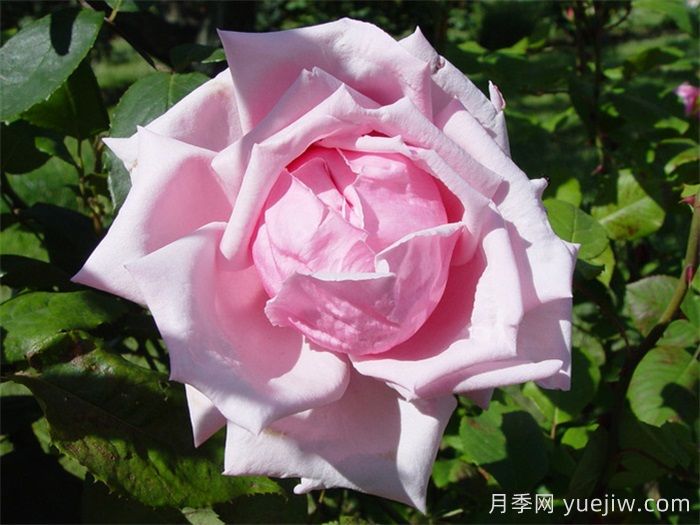 法兰西月季(France)，世界第一个杂交茶香现代月季(图1)