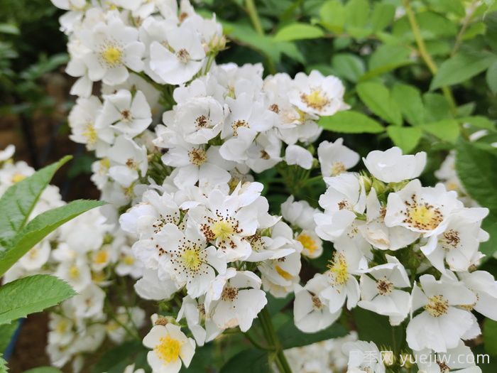 蔷薇有什么作用，和月季有什么区别？(图2)