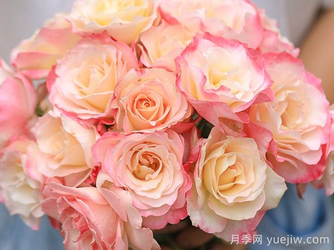 河本纯子天使系列月季，颜值担当温柔灵动(图4)