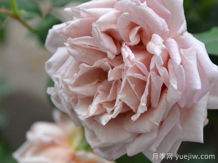 大地天使亚列尔月季/亚列尔Ariel(图1)