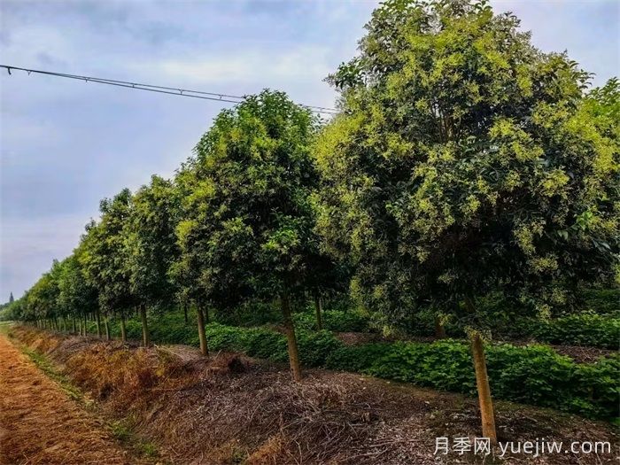 大叶女贞/高杆冬青树(图1)