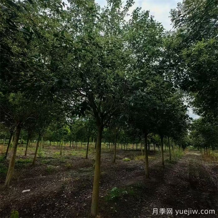 大叶女贞/高杆冬青树(图2)