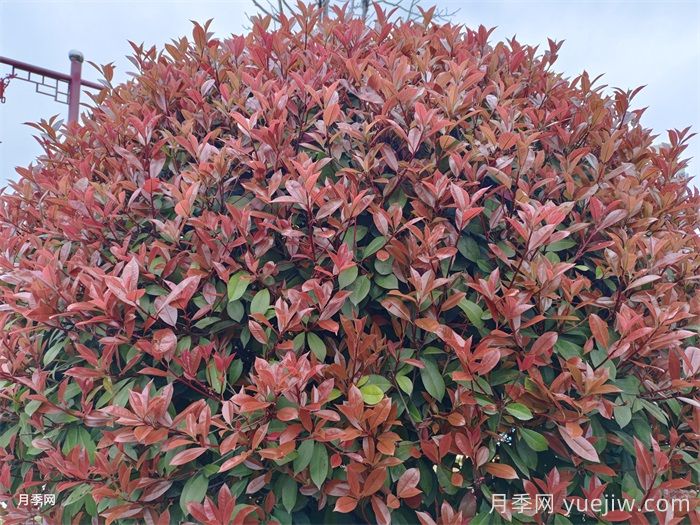 红叶石楠/红叶石楠苗树球(图1)