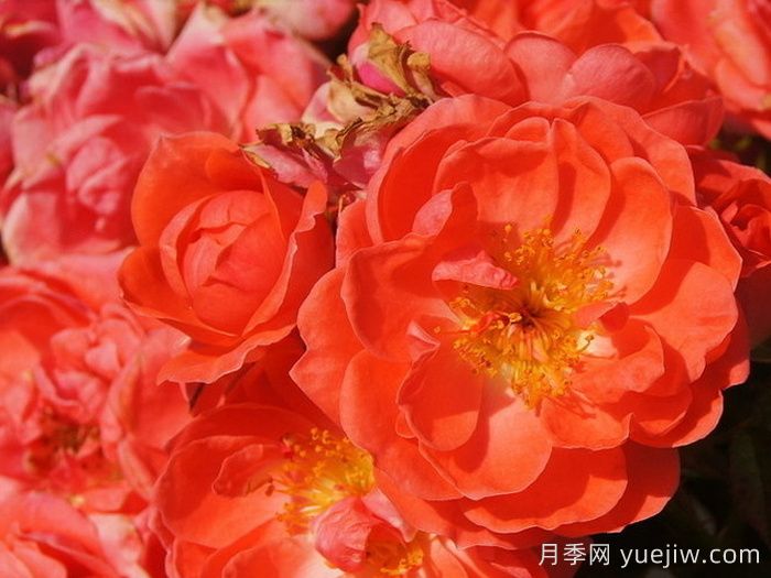 奥索易芒果酱月季苗(图2)