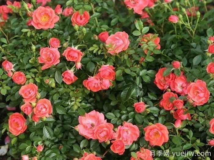 奥索易芒果酱月季苗(图3)