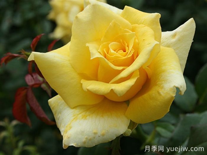 月季百科：金徽章月季(图2)