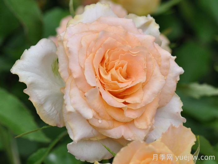 月季推荐，乌列尔天使神之焰月季(图1)