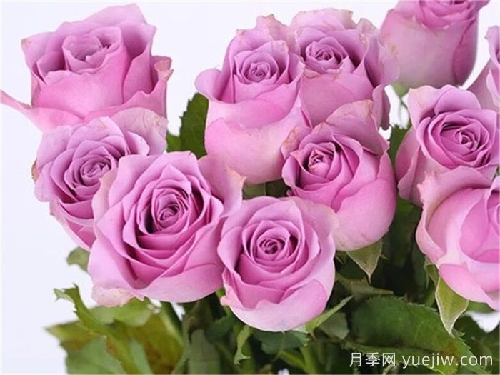 月季百科：紫霞仙子月季(图1)