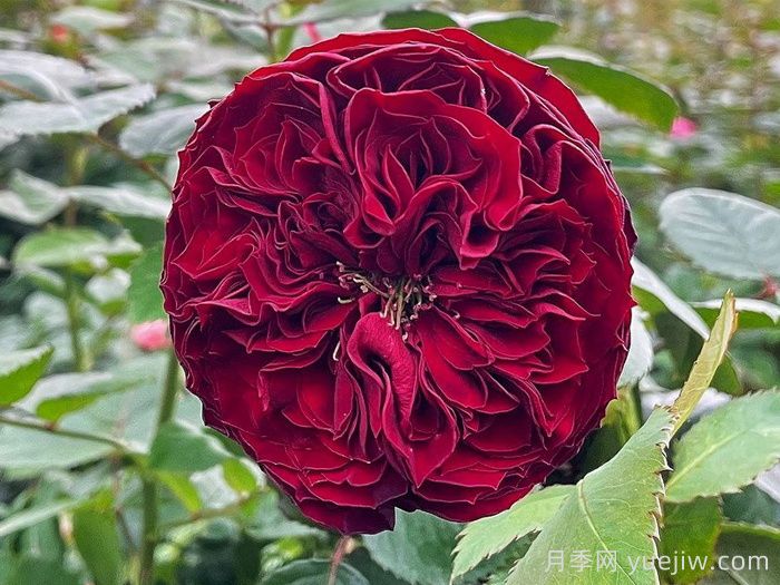 月季推荐，盛大庆典月季(图1)