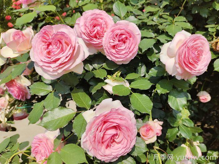 殿堂藤本月季：沙龙宝石月季(图2)